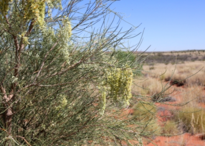 Australian Plants Proteaceae